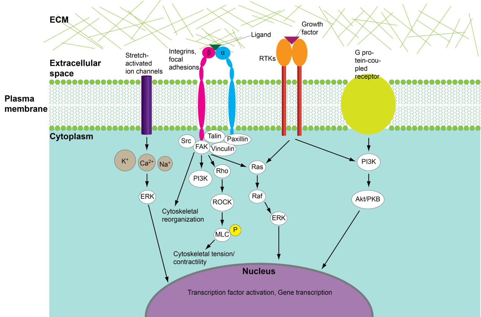 Publications – DYnamic NAnoMEDicines Lab
